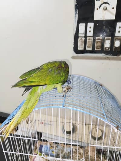 green ringneck. 6k & Raw parrot. 14k