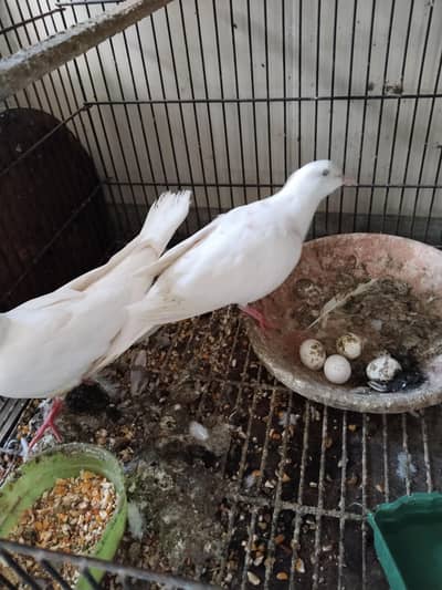 white khumry breader pair