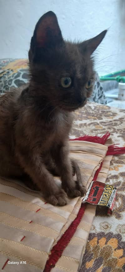 persian kitten