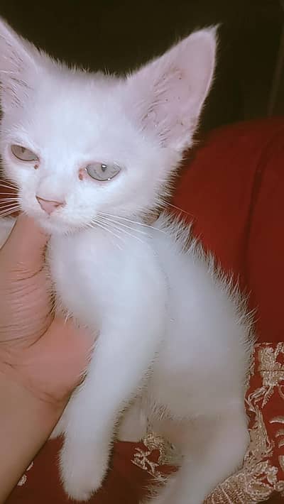 Stray kitten Available