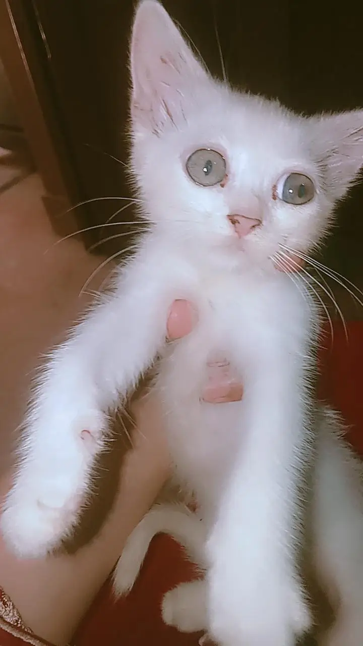 Stray kitten Available — photo 2