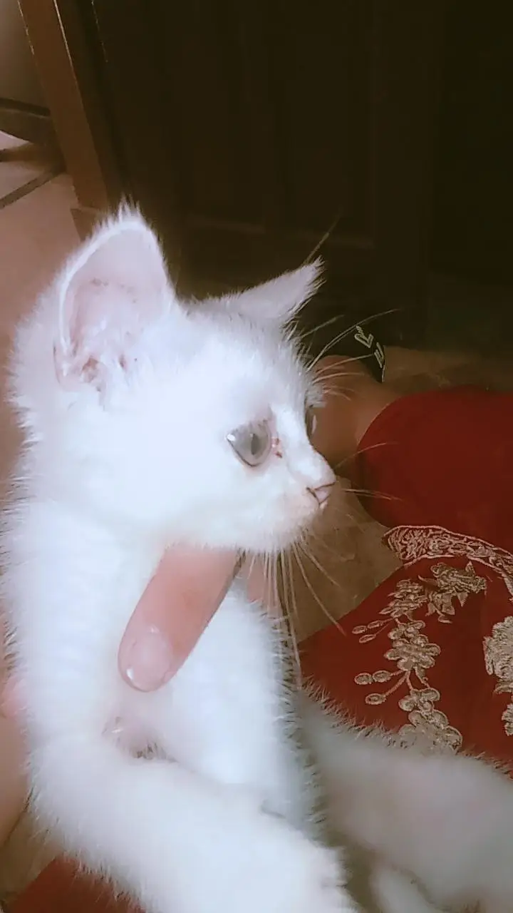 Stray kitten Available — photo 3