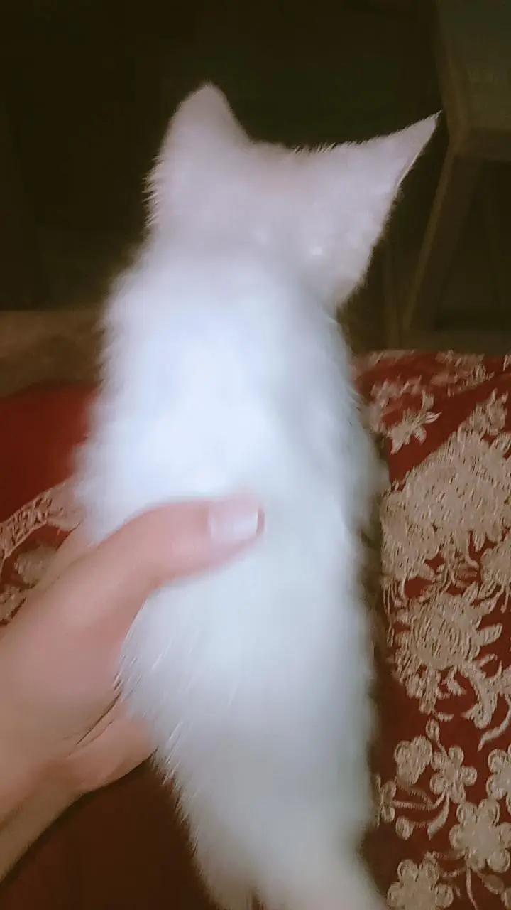 Stray kitten Available — photo 4