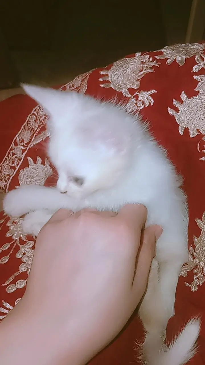 Stray kitten Available — photo 5