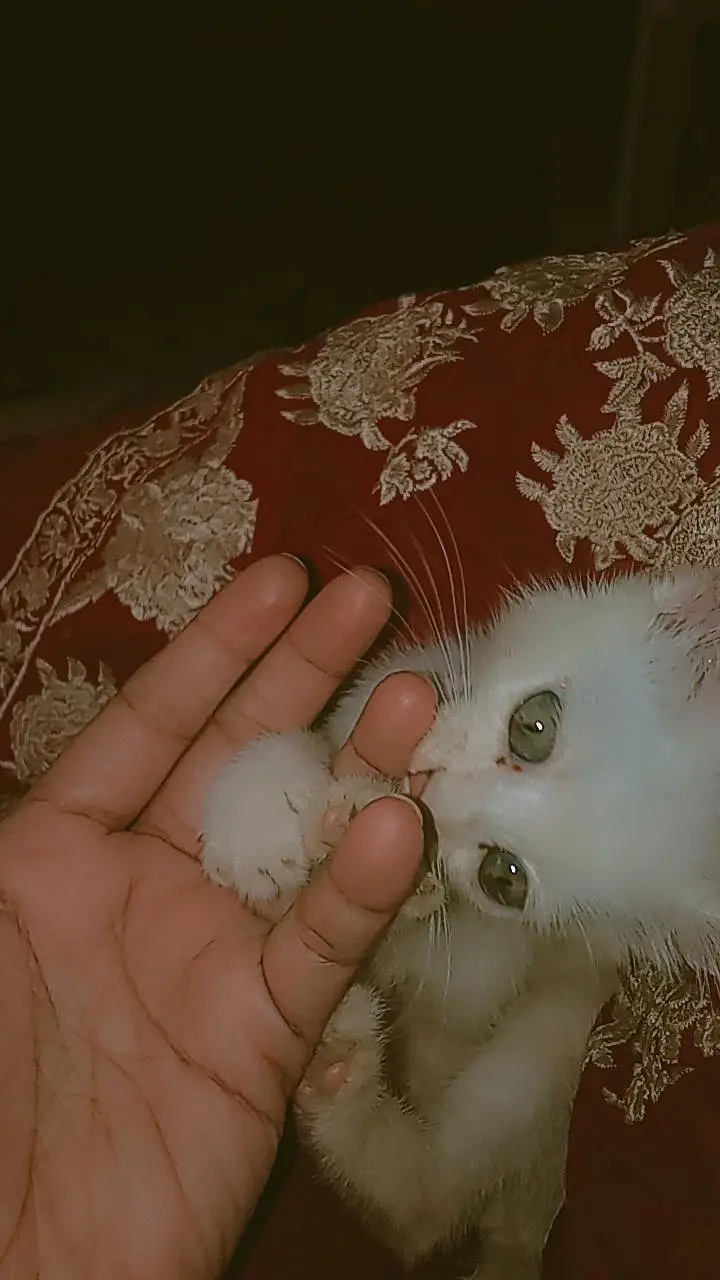 Stray kitten Available — photo 6