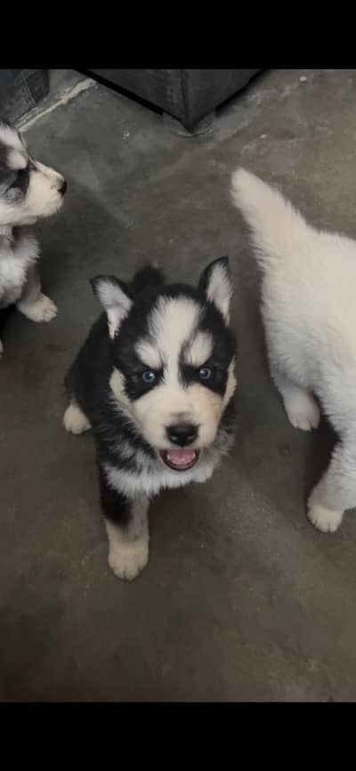 White husky puppies for sale