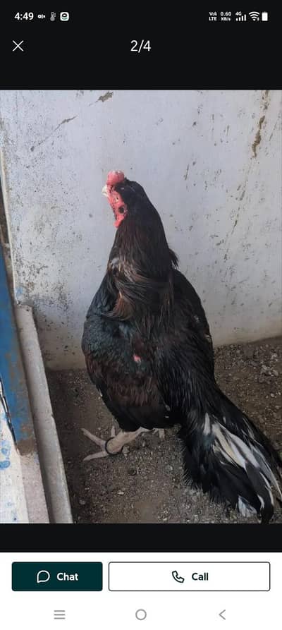 breeder murga