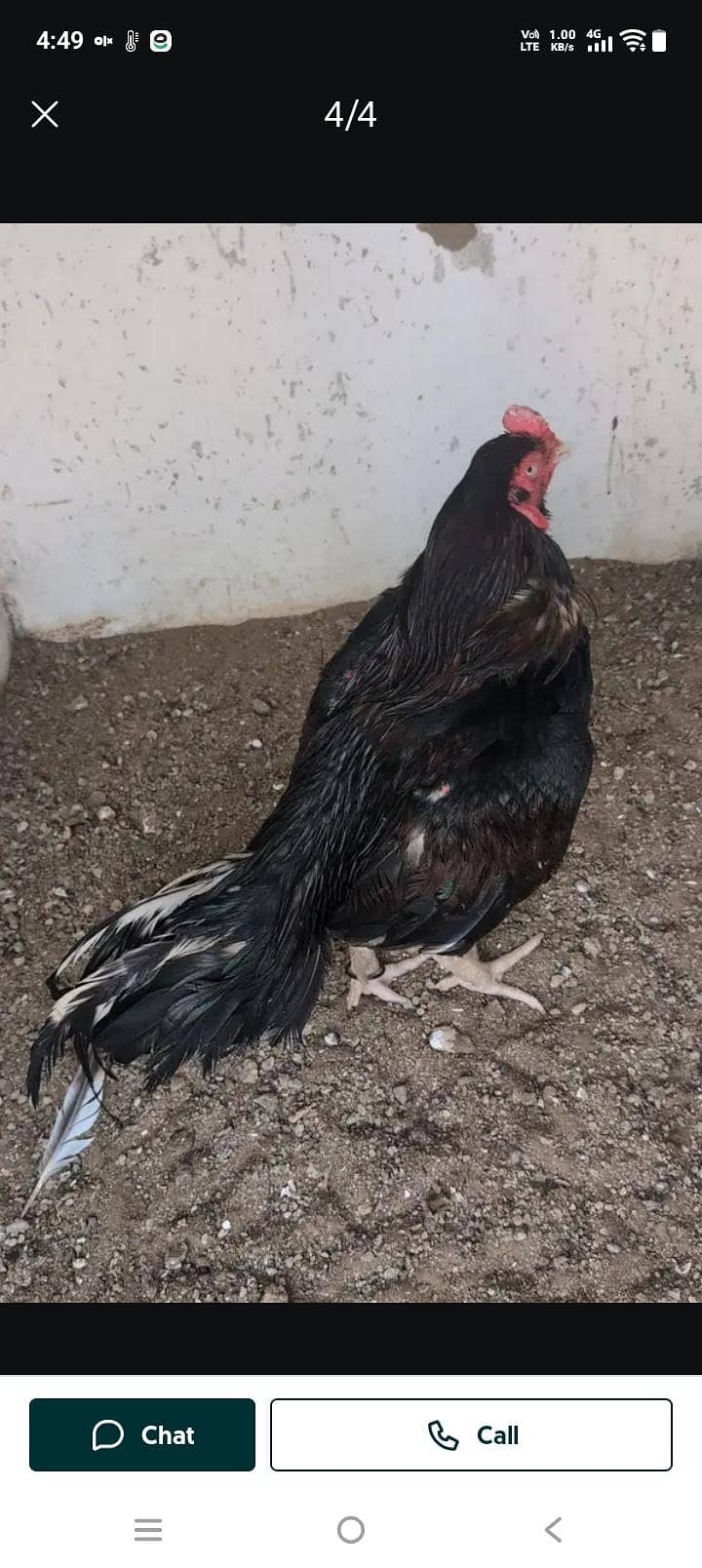 breeder murga 1