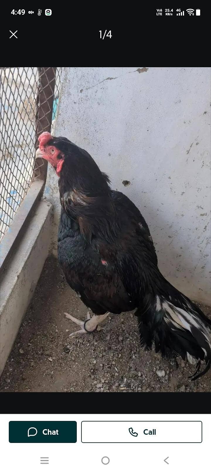 breeder murga 2