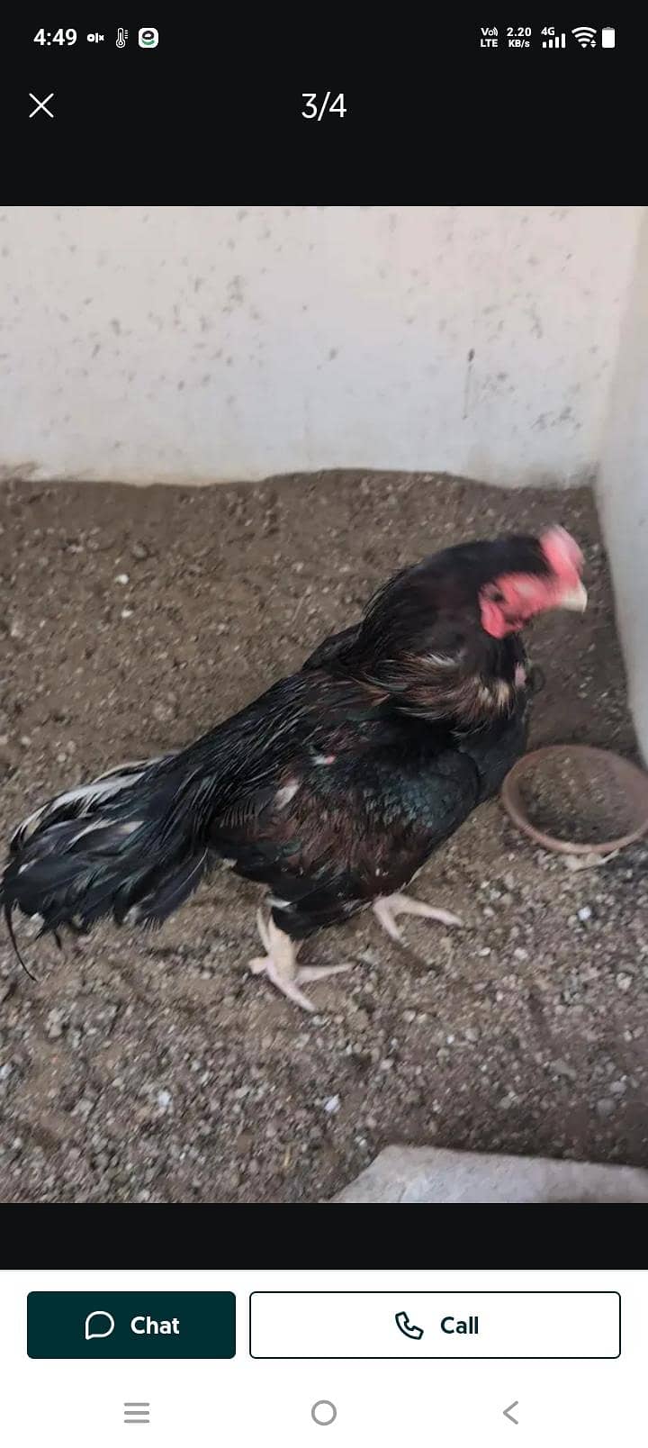 breeder murga 3