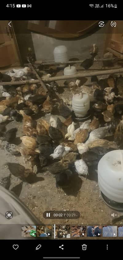 golden misri bird for sale vip bird