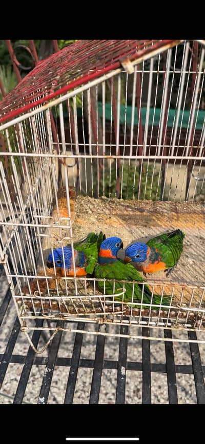 Lorry lori lorries lorikeet chicks red collar