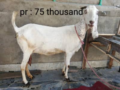 goat urgent for sale what's up number 03057740975