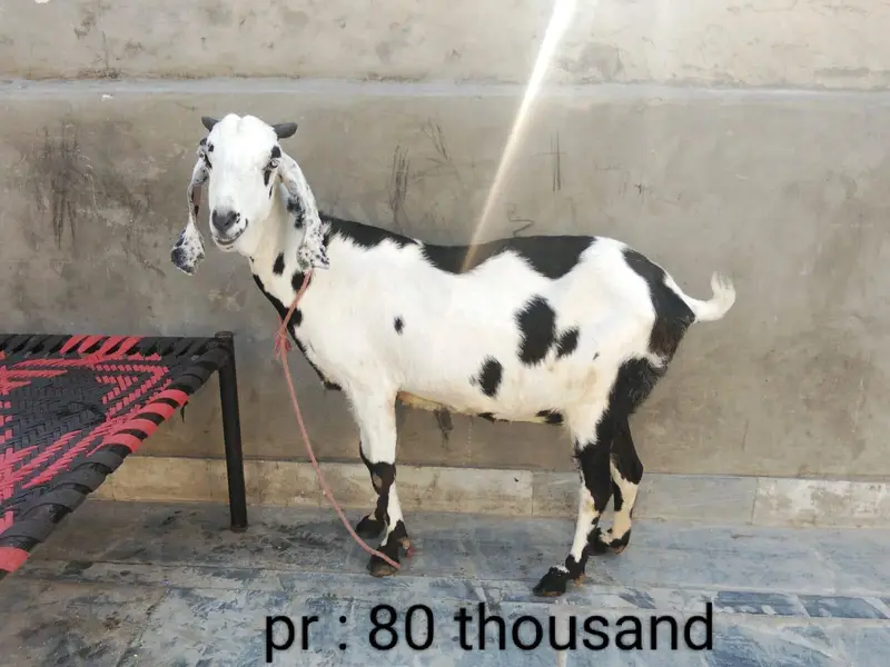 goat urgent for sale what's up number 03057740975 — photo 2