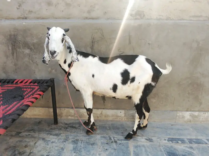 goat urgent for sale what's up number 03057740975 — photo 3