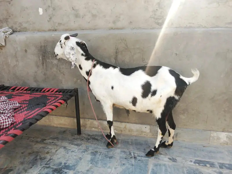 goat urgent for sale what's up number 03057740975 — photo 4