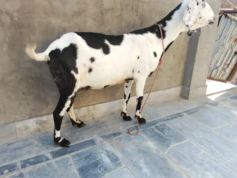 goat urgent for sale what's up number 03057740975 — photo 5