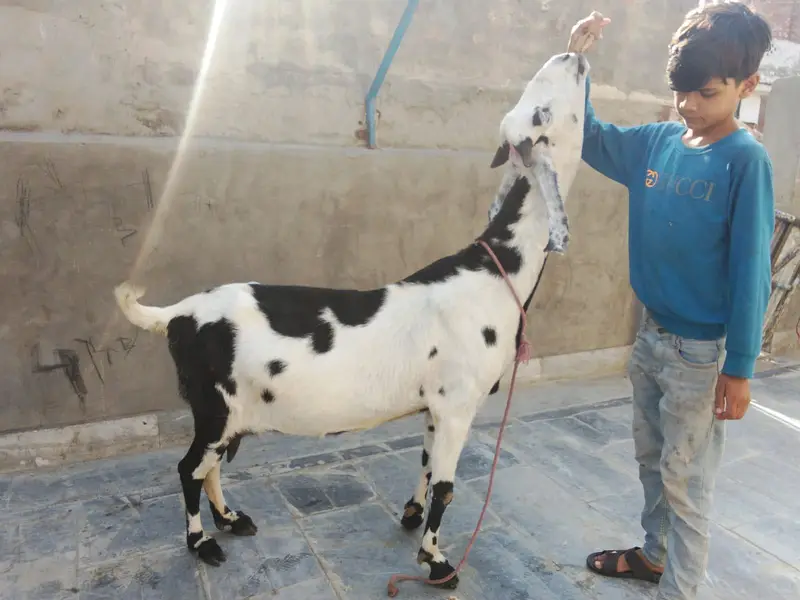 goat urgent for sale what's up number 03057740975 — photo 6