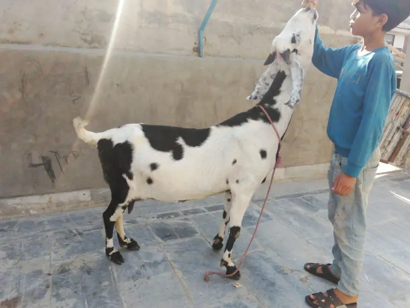 goat urgent for sale what's up number 03057740975 — photo 7