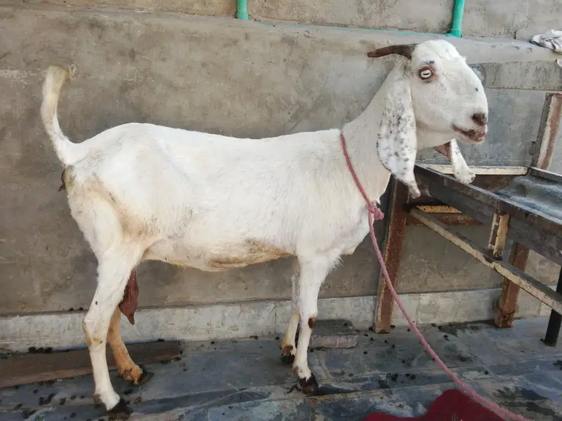 goat urgent for sale what's up number 03057740975 — photo 8