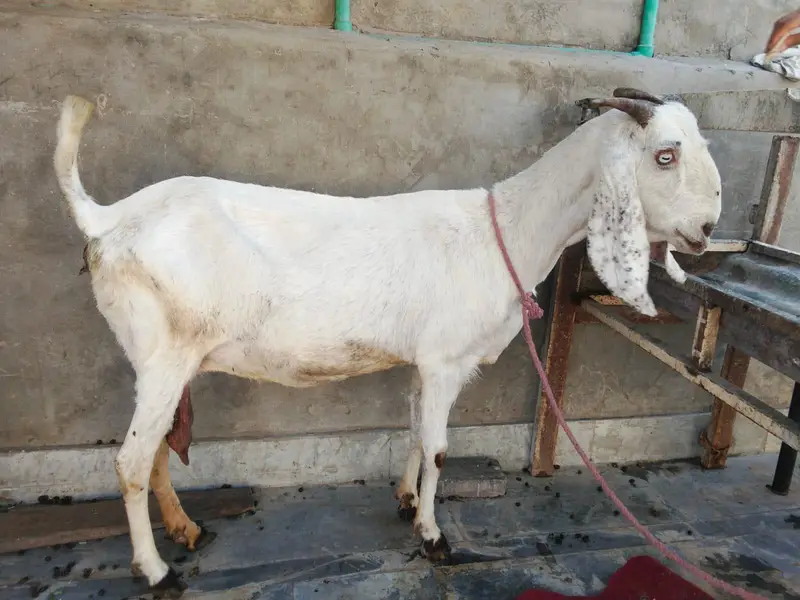 goat urgent for sale what's up number 03057740975 — photo 9