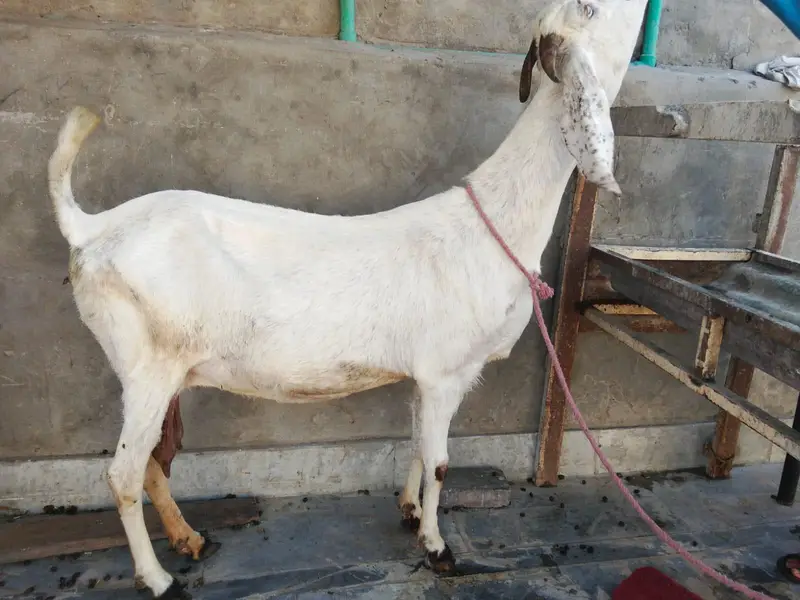 goat urgent for sale what's up number 03057740975 — photo 10