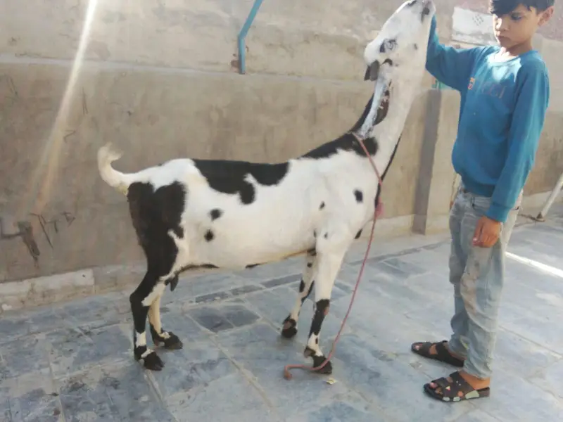 goat urgent for sale what's up number 03057740975 — photo 11