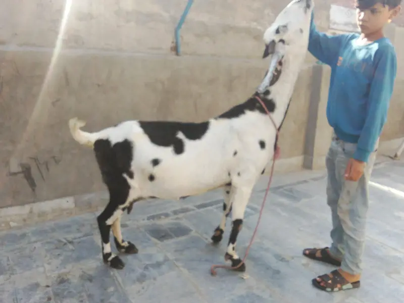 goat urgent for sale what's up number 03057740975 — photo 12