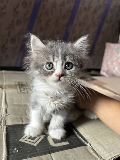 Persian kittens 45 days