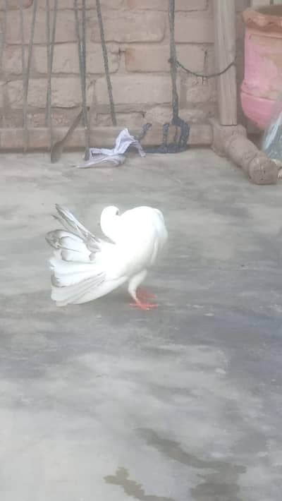 Patti hai 8 per ki