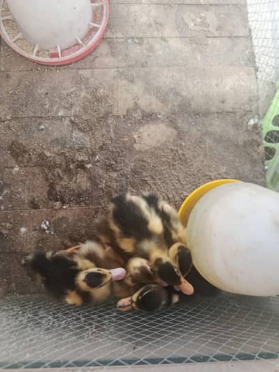 ducklings pair for sale