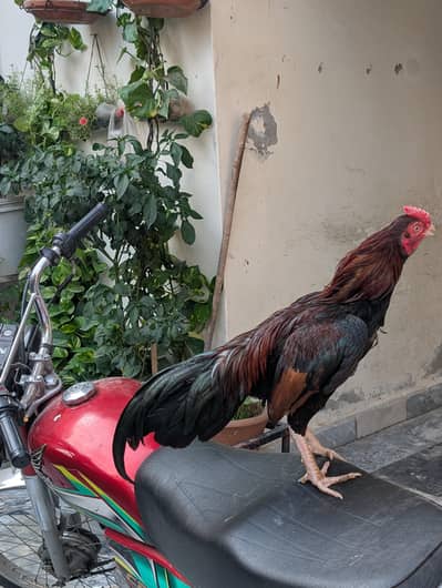 zero size Amorha patha