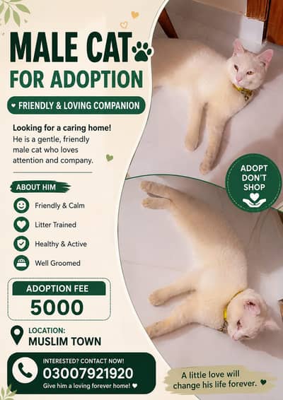  Male Cat Available 