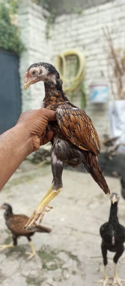 aseel hen active animal
