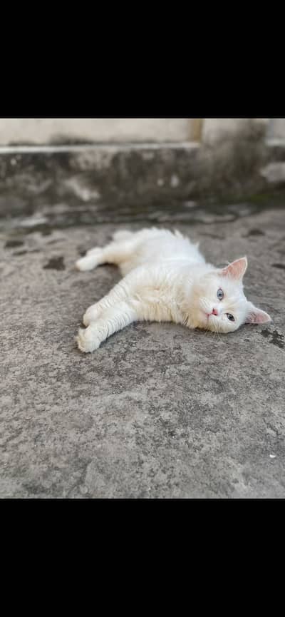 Healthy male cat available