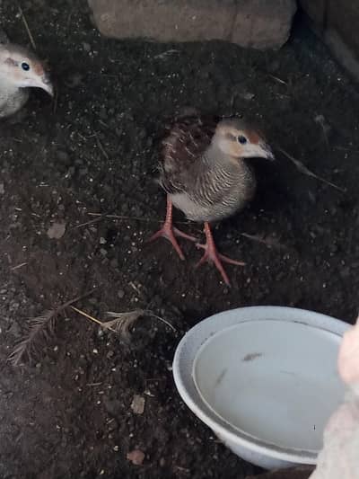 dakhni teetar chicks