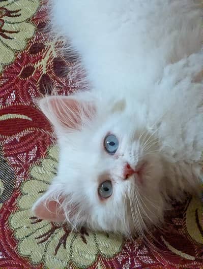 kitten urgent sale