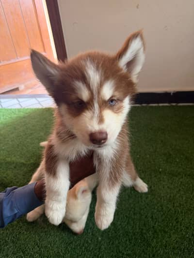 Pure siberian husky puppies available