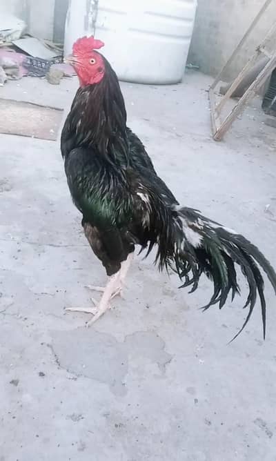 Mushka lasani mazbut jisam band jor cargo possible 0337,51,90,943