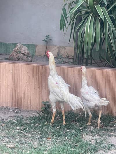 o Shamo breeder pair