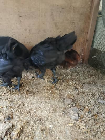 ayam cemani patthy 4 pis