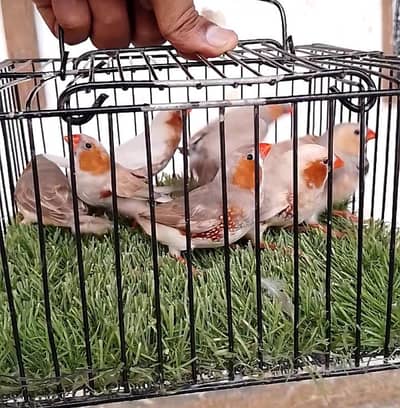 mutation finches