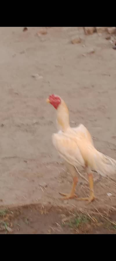 male hen