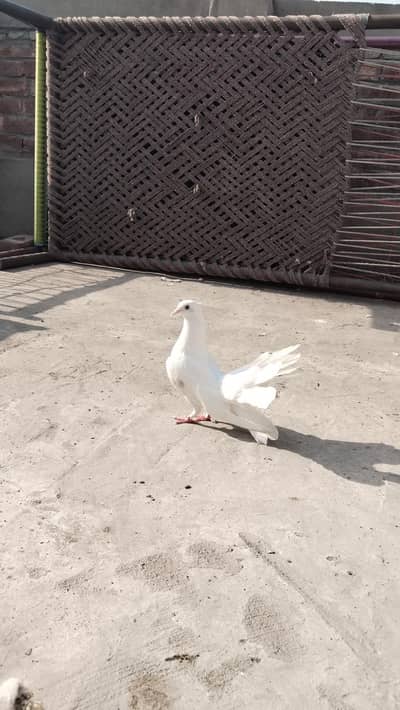 for sale