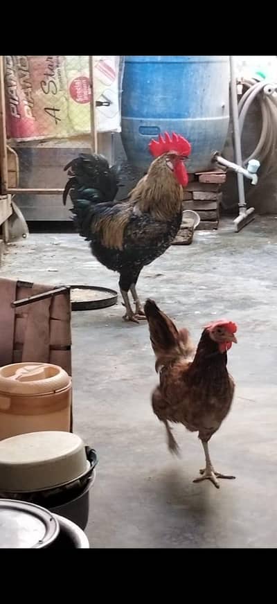 dasi &misri ak murga teen murgian