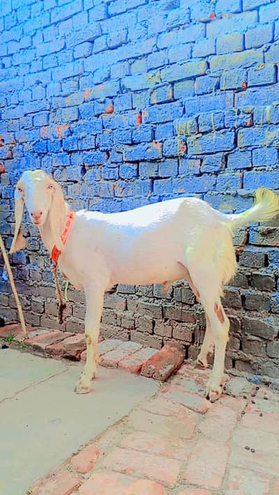 urgent sale Karna ha do Bakra ha undal ha moo sa  keera ha