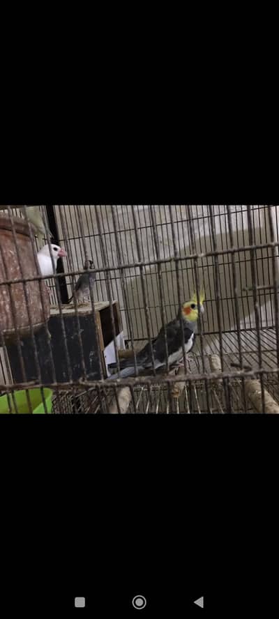 cocktail black eyes grey color