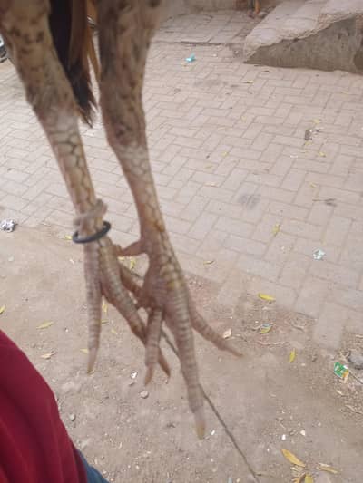 for sale