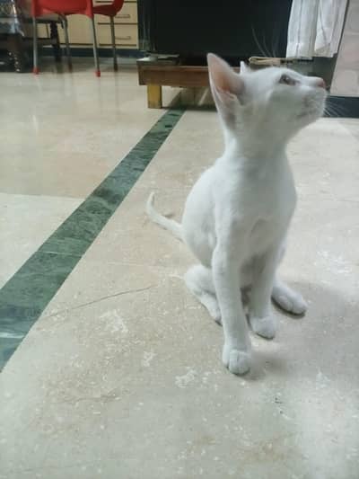 2 female cats
