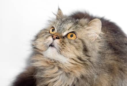 ash brown beautiful persian cat